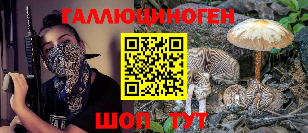 Псилоцибиновые грибы Psilocybe Кимры